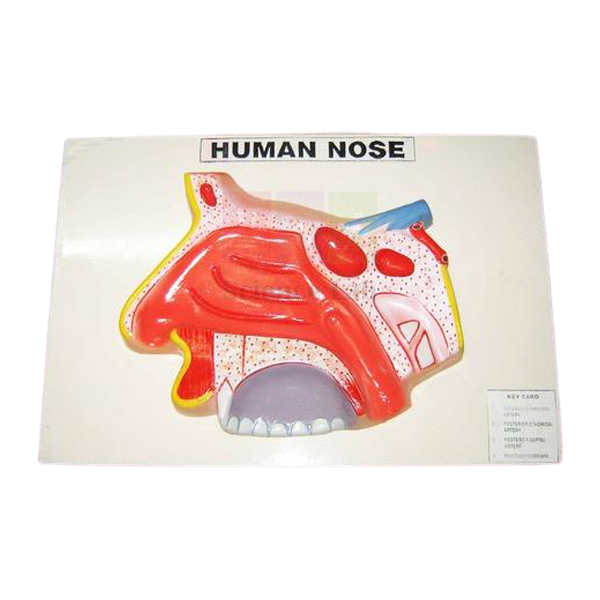 Human Nose Model on Base